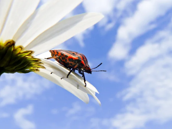 Красное насекомое на ромашке — стоковое фото