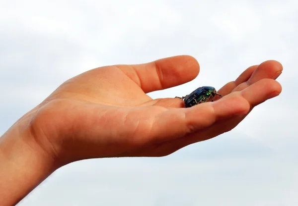 stock image Small insect in a hand of the child