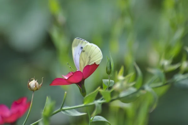 The butterfly sits on a flower — Stock Photo, Image