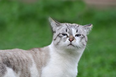 Cat in the summer on a grass clipart