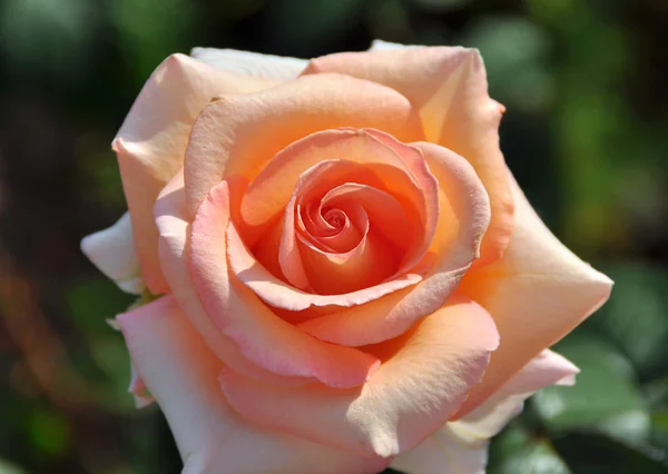 Rosa flor fina — Fotografia de Stock