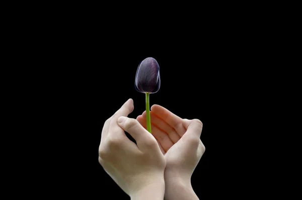 Tulipán negro en las manos —  Fotos de Stock