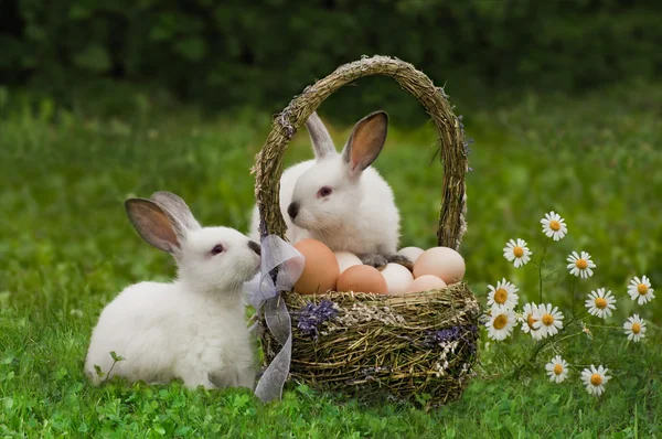 复活节。野兔与一篮子的鸡蛋 免版税图库照片