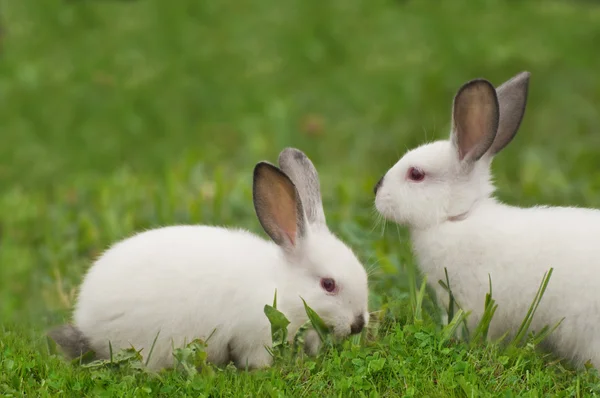 草の中の赤ちゃん白ウサギ — ストック写真