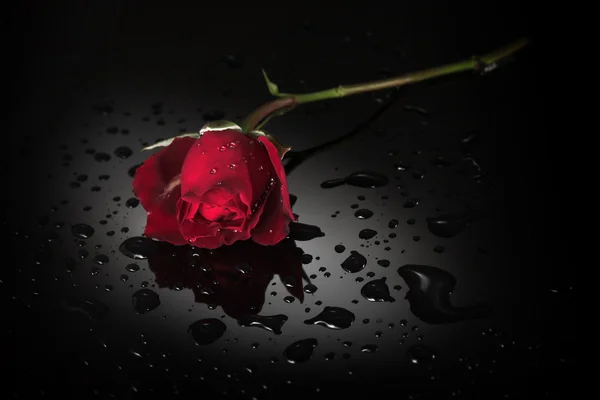 Rosa vermelha, fundo molhado preto — Fotografia de Stock