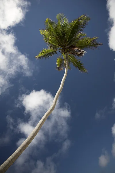 棕榈树和天空 — 图库照片