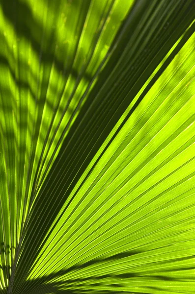 Huge tropical palm leaf — Stock Photo, Image