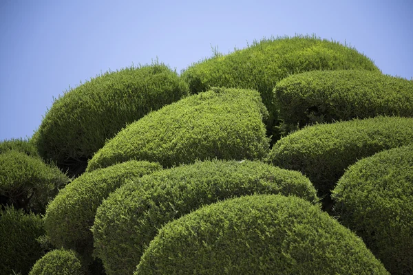 stock image Uncommon shapes of mediterranean trees