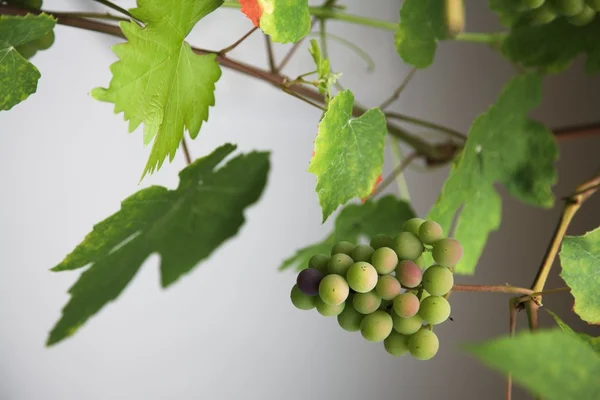 Fürt szőlő és a levelei — Stock Fotó