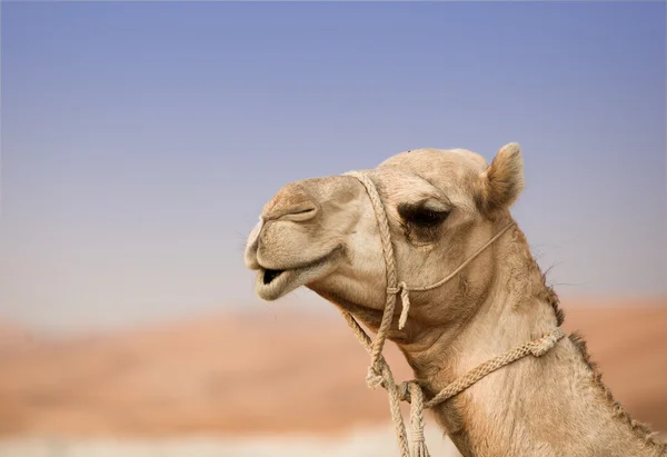 stock image Camel in desert