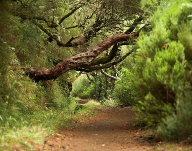 Madeira yeşil orman