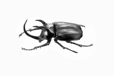 stag beetle