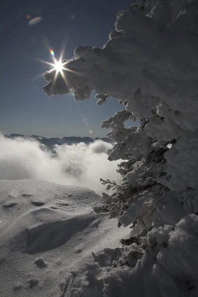 Panorama w lesie zimą — Zdjęcie stockowe