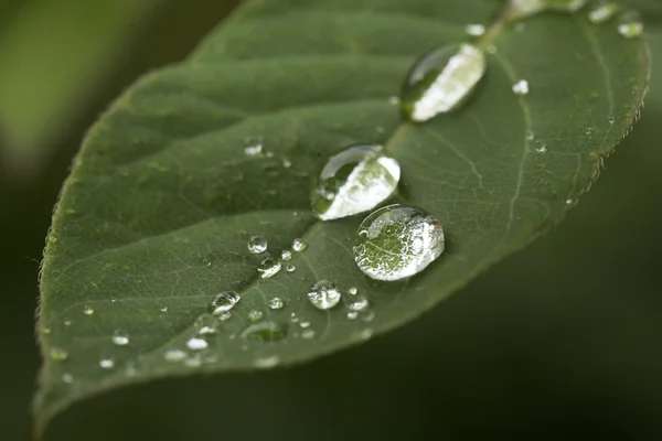 stock image Green leaf with drops of water