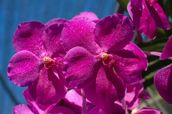 Um close-up de uma orquídea — Fotografia de Stock