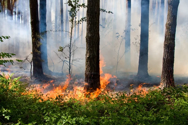 Erdőtűz — Stock Fotó