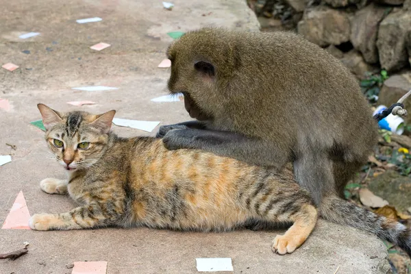 원숭이 고양이 — 스톡 사진