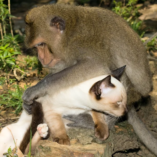 Μαϊμού και κατοικίδια γάτα — Φωτογραφία Αρχείου