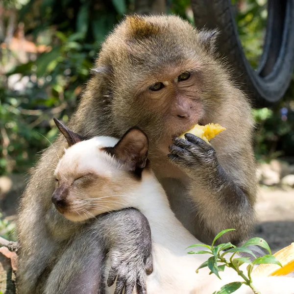 Monkey and domestic cat — Stock Photo, Image
