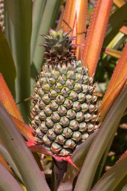 ananas bitkisi