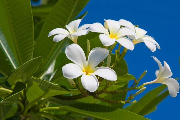 Fiore Frangipani bianco — Foto Stock