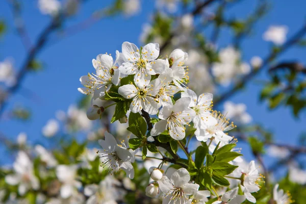 White cherry flowers on spring time — Stock Photo, Image