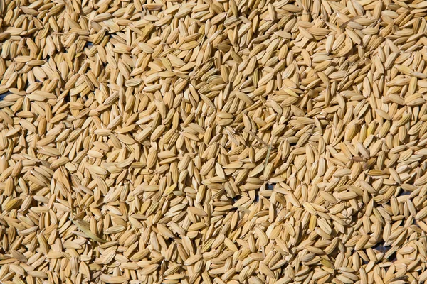 Rijst zaden — Stockfoto