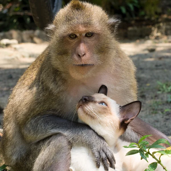 Scimmia e gatto — Foto Stock