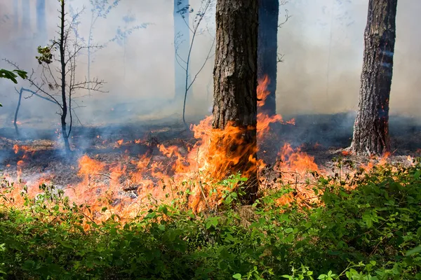 森林火災 — ストック写真