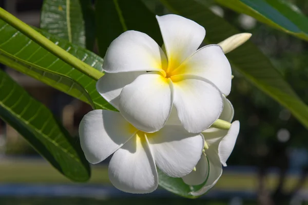 Trópusi virágok frangipani ága — Stock Fotó