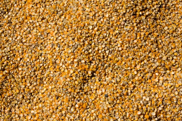 Зерна кукурудзи — стокове фото