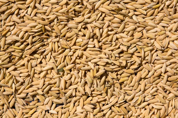 Rice seeds — Stock Photo, Image