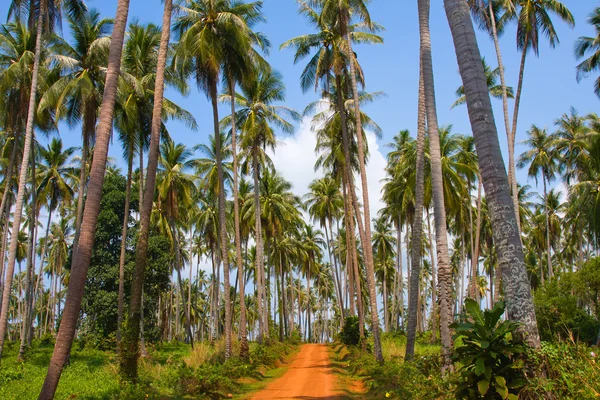 Pozemní cesta v džungli, Thajsko . — Stock fotografie
