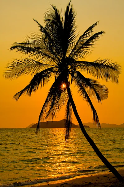 Palme mit Sonnenuntergang — Stockfoto