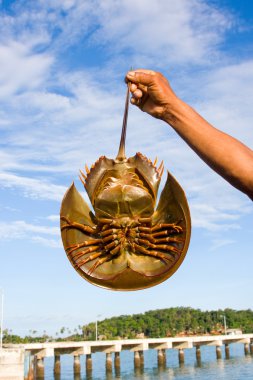 Hand holding horseshoe crabs clipart