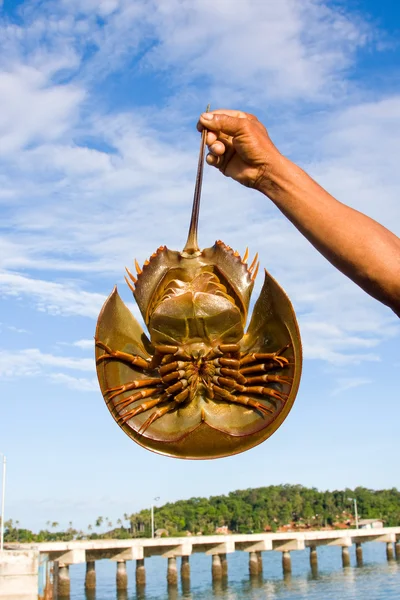 Hand holding horseshoe crabs — Stock Photo, Image