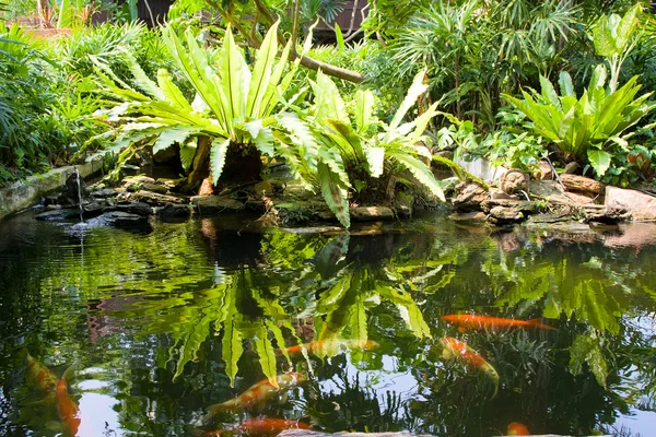 熱帯の禅庭 — ストック写真