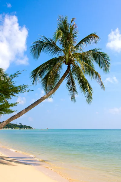 Beautiful palm tree over white sand beach — Stock Photo, Image