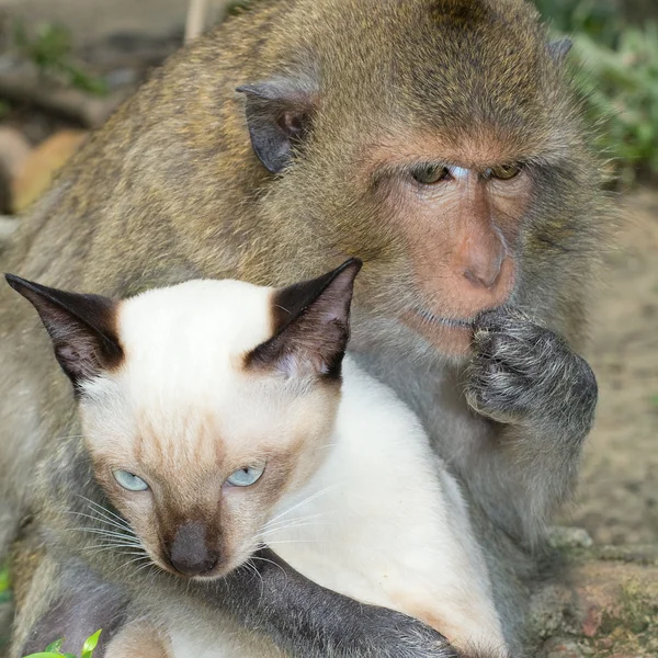 Monkey and domestic cat Stock Image