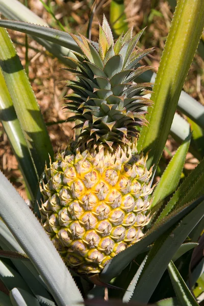 Ananas bitkisi — Stok fotoğraf