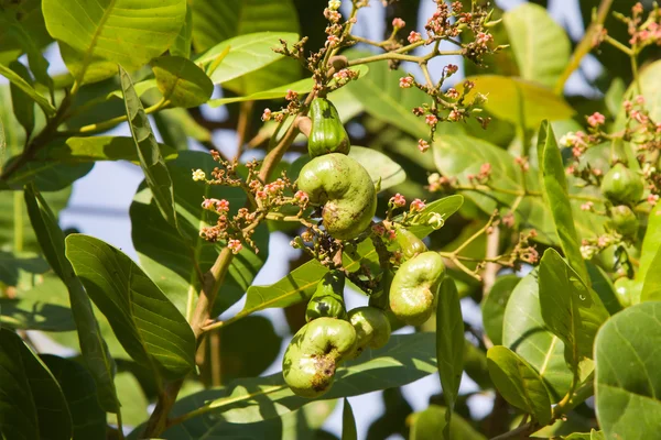 Cashew nuts growing on a tree. — Stock Photo, Image