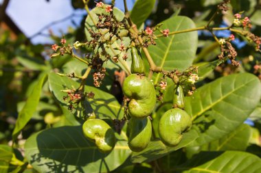 Cashew nut tree clipart