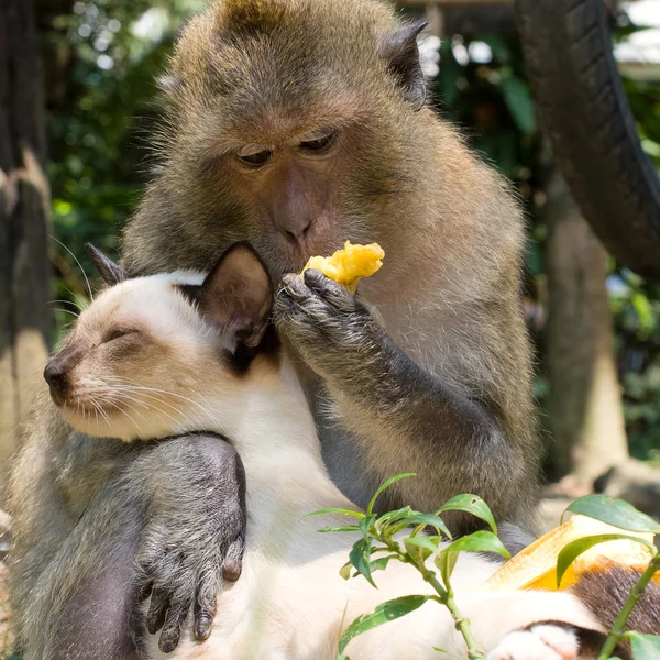 猴子和猫 — 图库照片