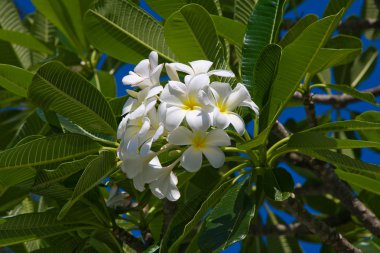 Beyaz Frangipani çiçek (plumeria)