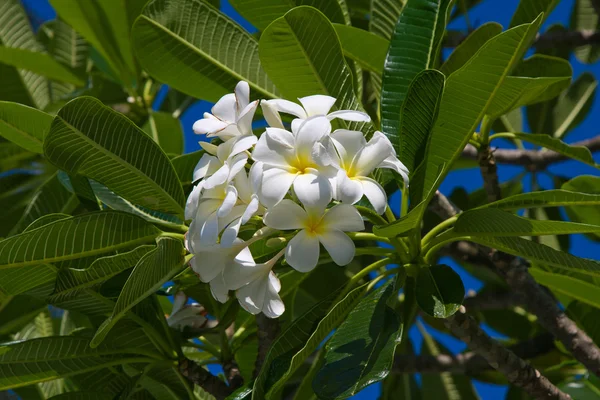Flor Frangipani branca (plumeria ) — Fotografia de Stock