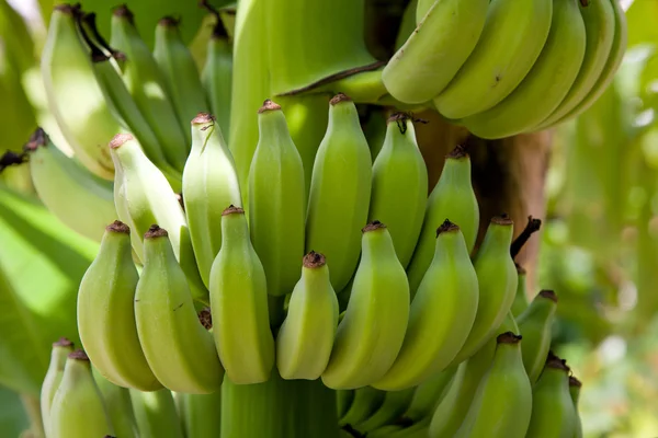 Banány na stromě — Stock fotografie