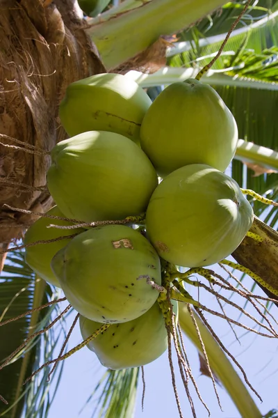 Kókuszdió a pálmafán — Stock Fotó