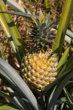 ananas bitkisi