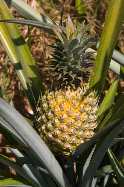 Ananas plante — Photo