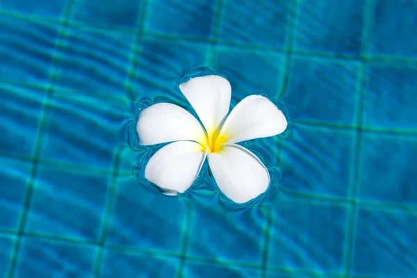 Witte frangipani bloem — Stockfoto